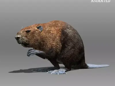 Beaver Animated Low-poly 3D model