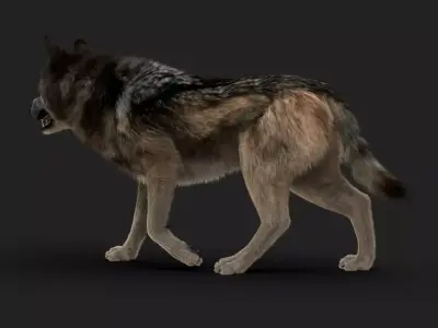 Wolf FUR Animated 3D model