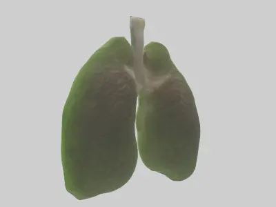 Frog Lungs 3D model