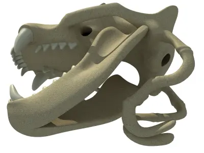 Sea Lion Zalophus Skull 3D model