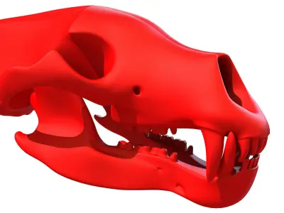 3D Print Bear Skull  3D model