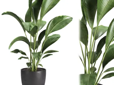 indoor plant 10 3D model