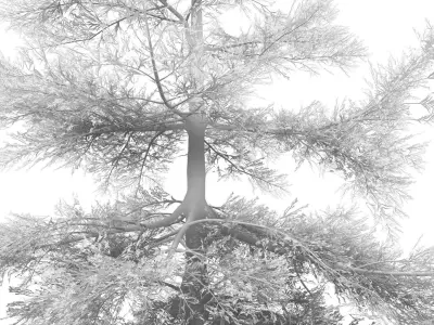 Conifer Tree 005 3D model