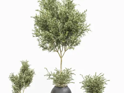 Indoor Plant olive Set 02 3D model
