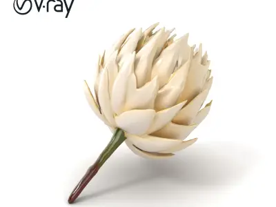White Protea Snowy Flower Detail model pack Low-poly 3D model