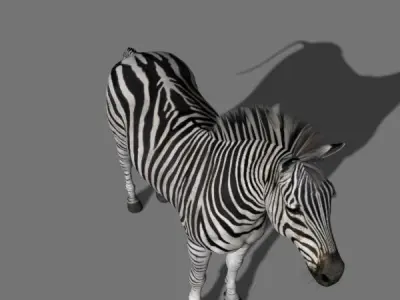 Photoreal HD Zebra - 3d model 3D model
