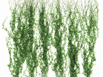6 models of leaf ivy wall 3D model