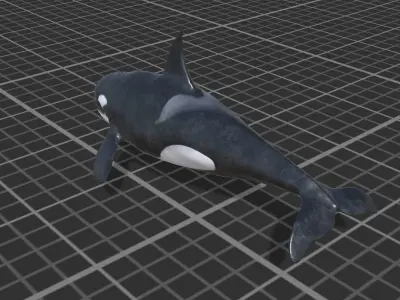 Killer Whale Low-poly 3D model