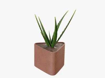 Plant 3 aloe vera 3D model