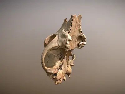 3D scanned photorealistic Broken Skull Low-poly 3D model