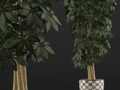 Plants Collection 79 3D model
