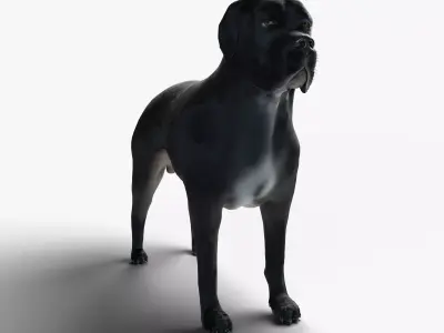 Cane Corso Dog 3D model