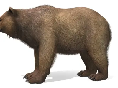 BEAR - MALE Low-poly 3D model
