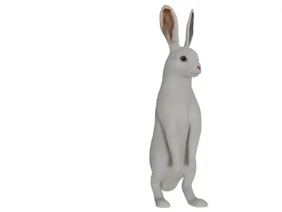 Arctic Hare Low-poly 3D model
