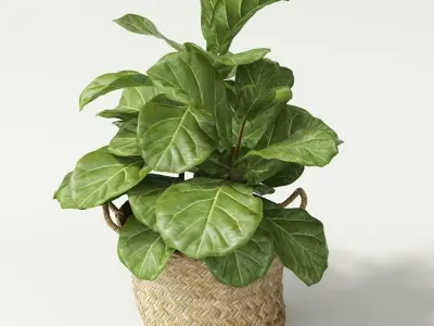 ficus lyrata min 3D model