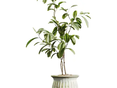 AV HousePlants Japandi Minimalism Ficus Dracaena Marginata10 3D model