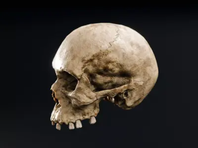 Skull Low-poly 3D model