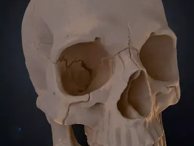 skull human 3D print model