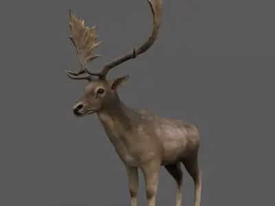 Fallow Deer Male Low-poly 3D model