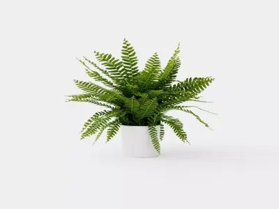 Nephrolepis ex Green Lady Low-poly 3D model
