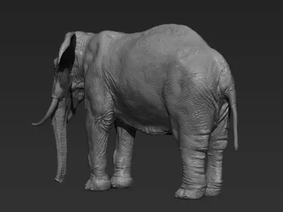 Elephant with tusks 3D model