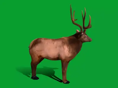 Elk Wapiti Deer Low-poly 3D model