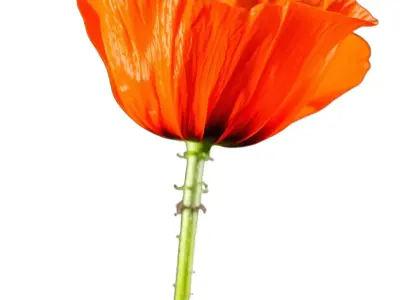 Vibrant Orange Poppy model pack Low-poly 3D model