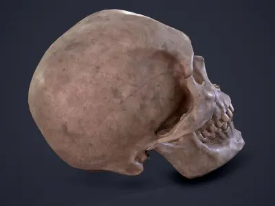 Skull human Free low-poly 3D model