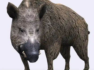 3DRT - Boar Low-poly 3D model