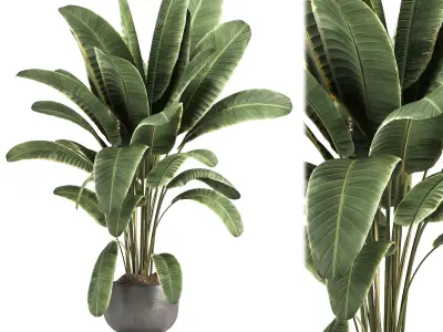 indoor plant 08 3D model
