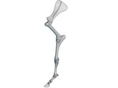 Detailed Animal Skeleton Arm 3 3D model