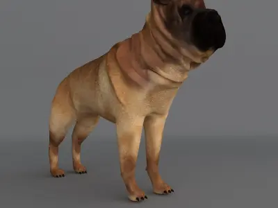  Ori Pei Dog 3D model