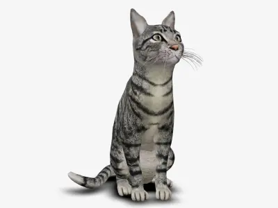 cat american short hair 3D model
