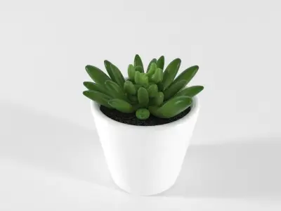 Succulent and Cactus in pot Low-poly 3D model