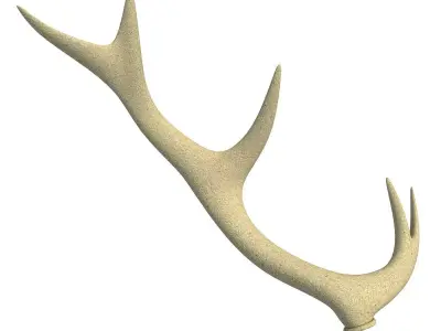 3D Deer Antler 3D model