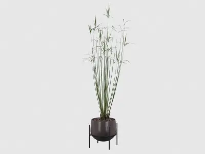 Cyperus papyrus 01 3D model