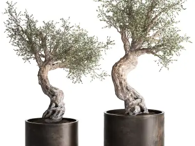 Olive tree in a rusty flowerpot for the interior 989 3D model