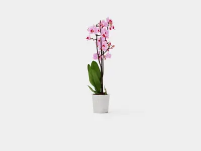 Phalaenopsis seasonal 2 branch 22 mini flowers mix Low-poly 3D model