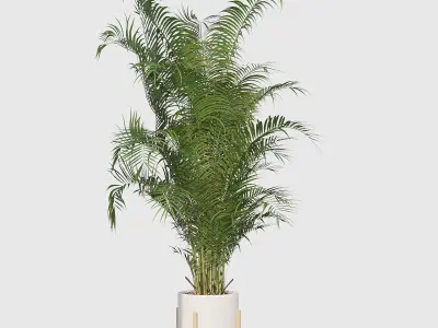 Areca Palm Pack 1 3D model
