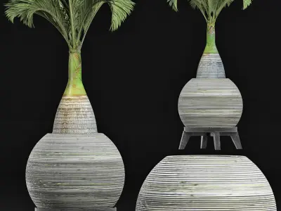 Plants Collection 181 Palm 3D model