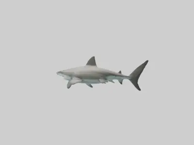 Bull Shark swimming fast model Low-poly 3D model