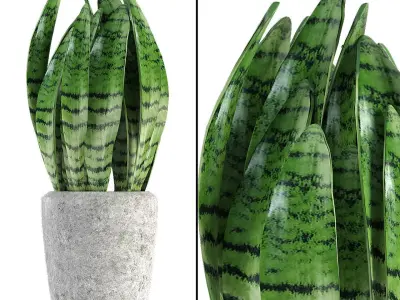 Plant in Pot Flowerpot Exotic Plant 3D model 21