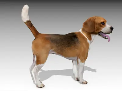 Beagle dog Low-poly 3D model