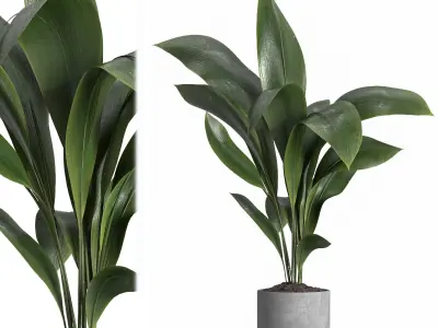 indoor plant 021 3D model