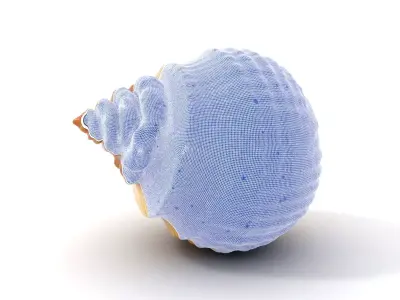 Elegant Seashell model pack Low-poly 3D model