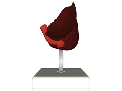 medical model Pack  3D model