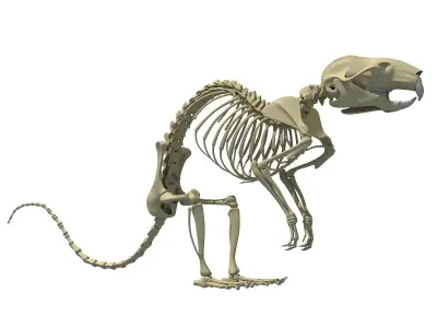 Rat Skeleton 3D model