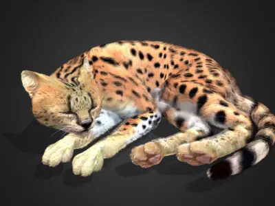 Serval - Cat Realistic Animated 3D model
