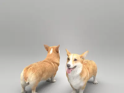 Corgi dog 39 Low-poly 3D model