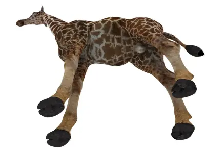 giraffe 3D model 8